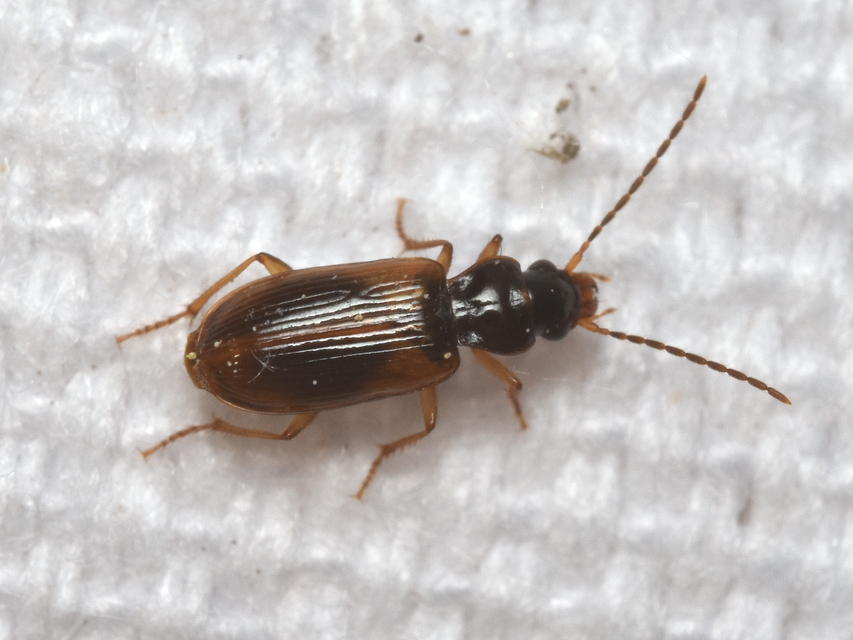 Anthracus consputus - nyerges kisdedfutó