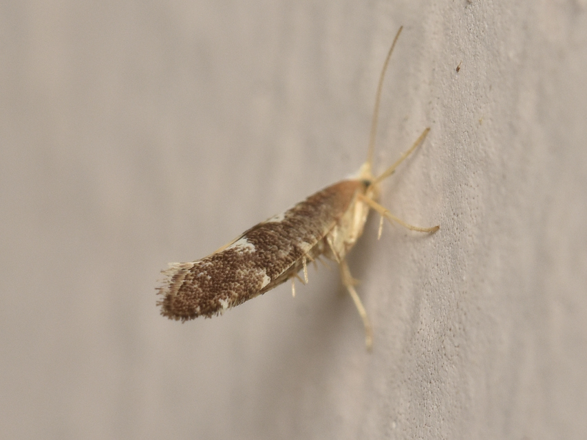 Argyresthia