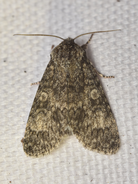 Acronicta megacephala - nagyfejű szigonyosbagoly