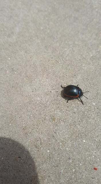 Chrysolina kuesteri - ráncos szegélyeslevelész