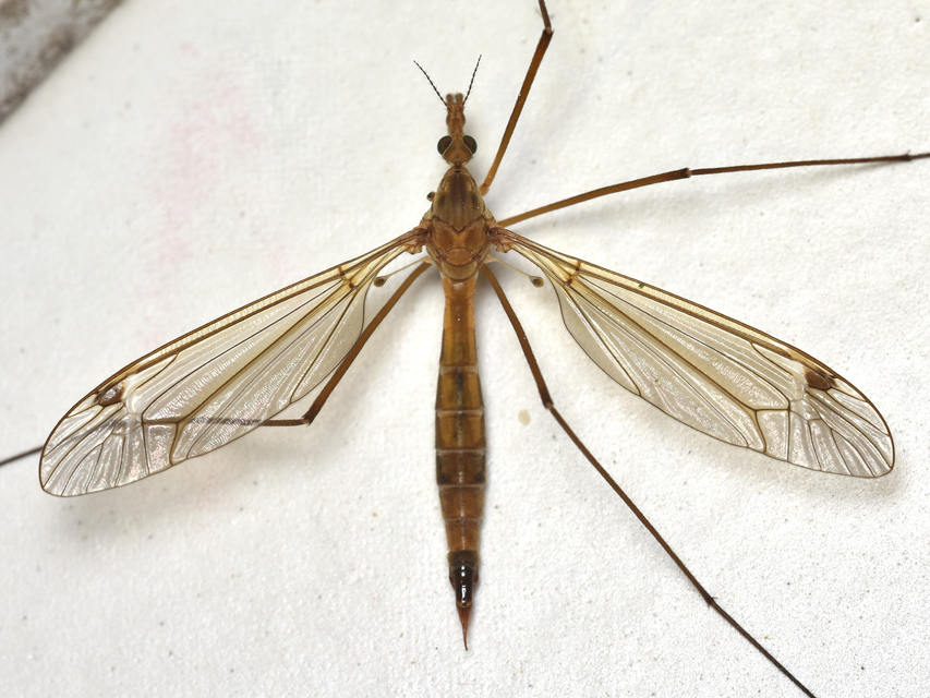 Tipula