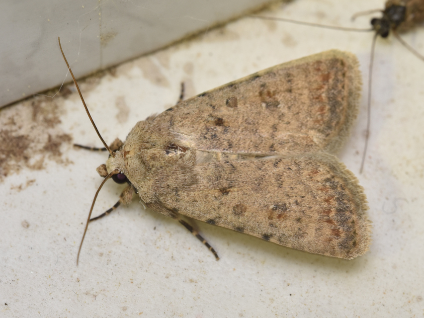Paradrina clavipalpis - közönséges selymesbagoly