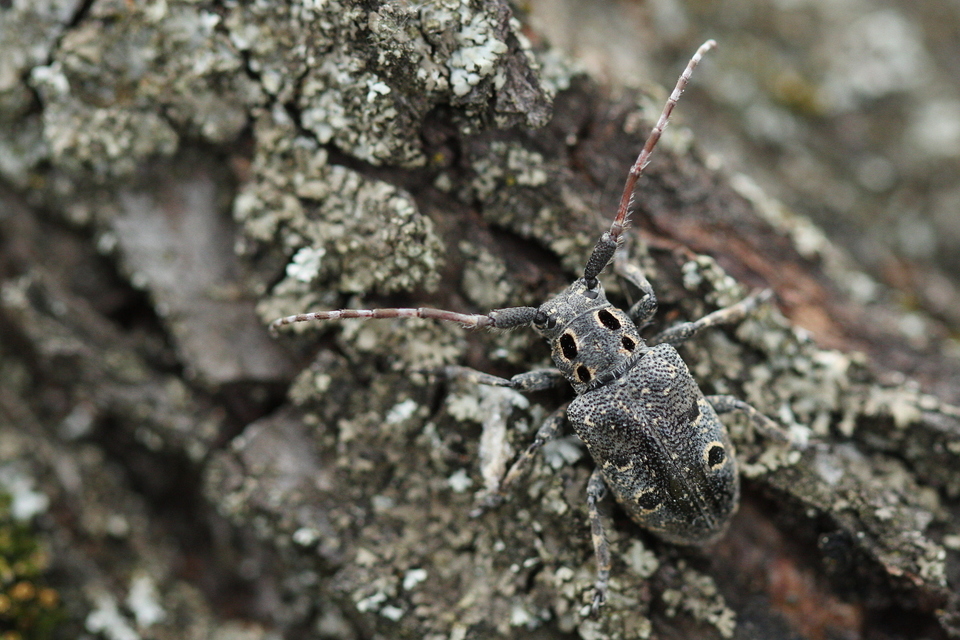 Mesosa curculionoides - szemfoltos cincér