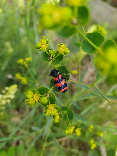 Trichodes favarius - hatfoltos méhészbogár
