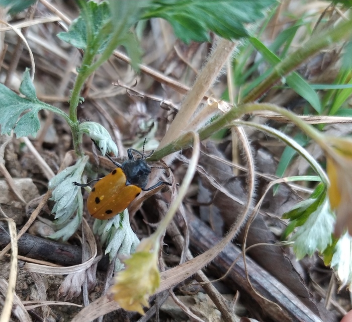 Lachnaia sexpunctata - szőrösnyakú zsákhordóbogár