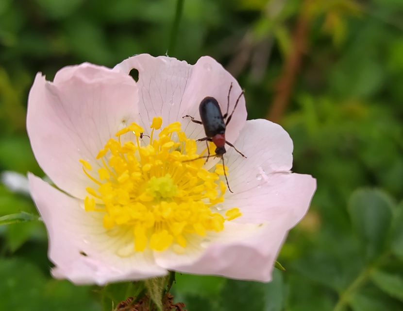 Dinoptera collaris - vörösnyakú virágcincér