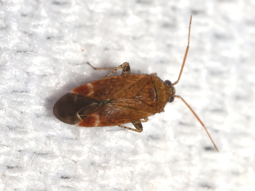 Psallus Psallus