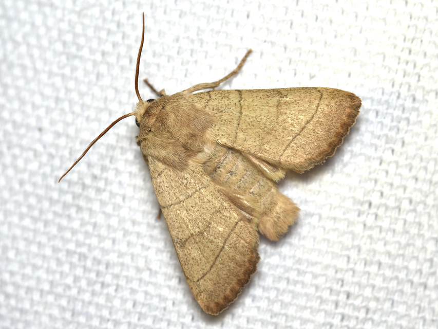 Charanyca trigrammica - háromsávos lombbagoly