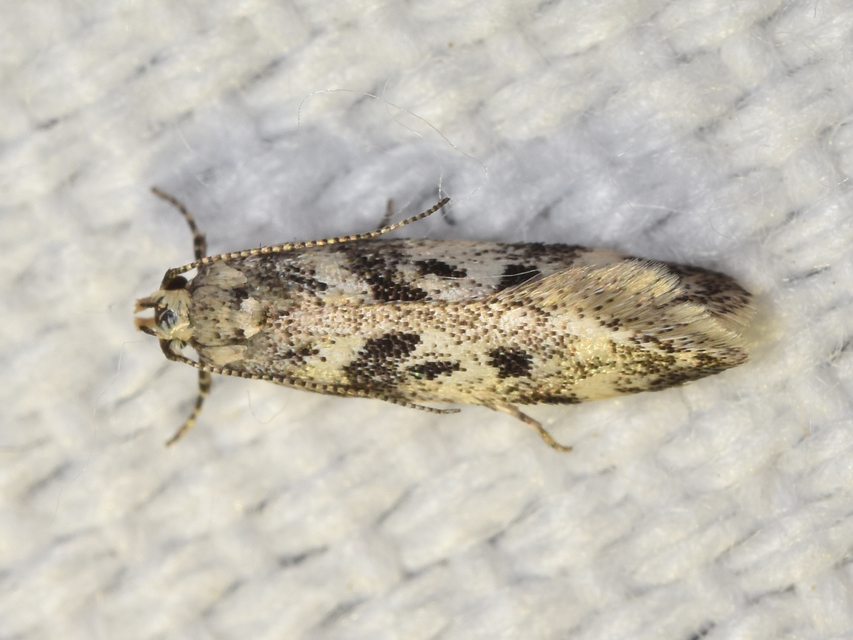 Chionodes electella - fenyőrágó örvösmoly