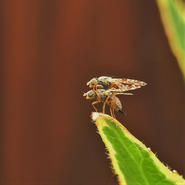 Tephritidae - fúrólégyfélék