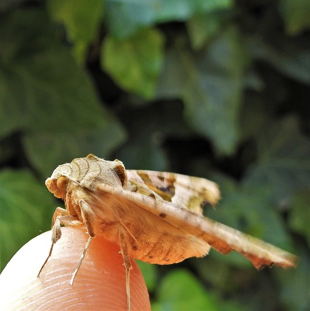 Phlogophora meticulosa - vándorló csipkésbagoly