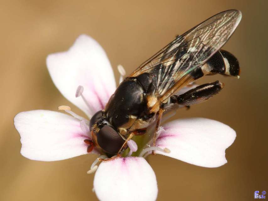 Syritta pipiens - zizegő comboslégy