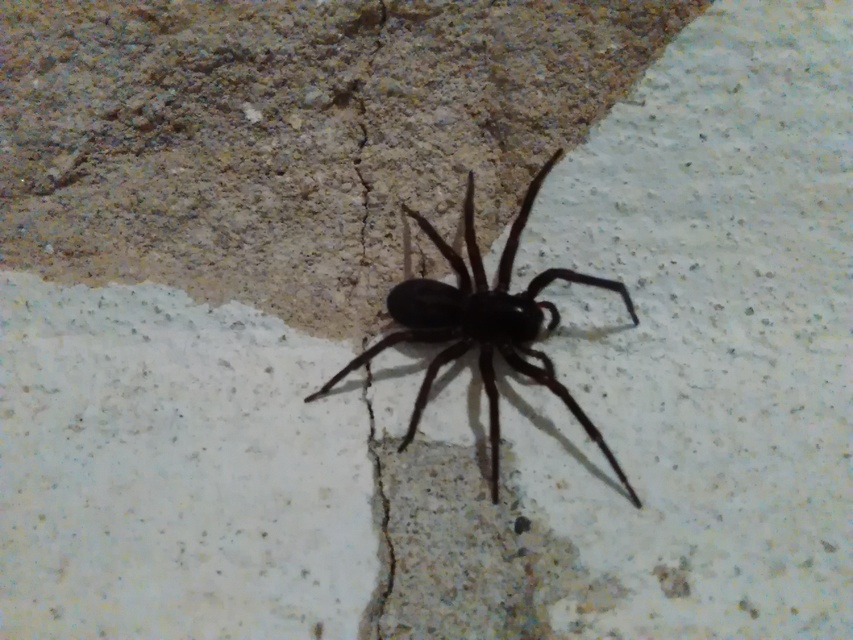 Amaurobius
