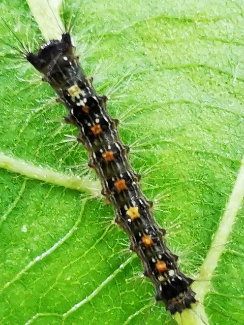 Lymantria dispar - gyapjaslepke
