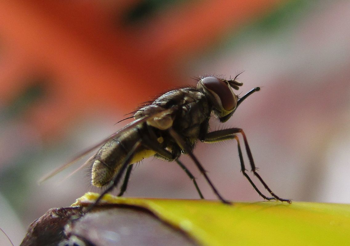 Stomoxys calcitrans - szuronyos istállólégy