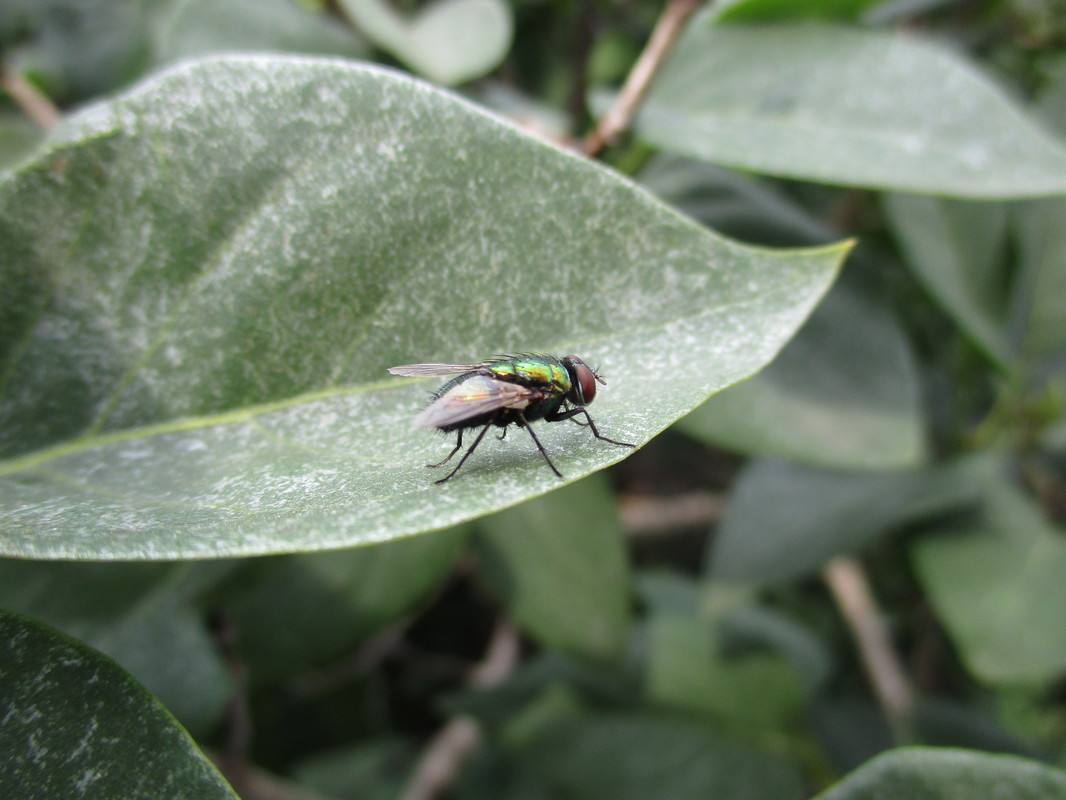 Lucilia sericata - selymes döglégy