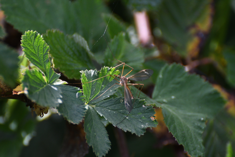 Tipula