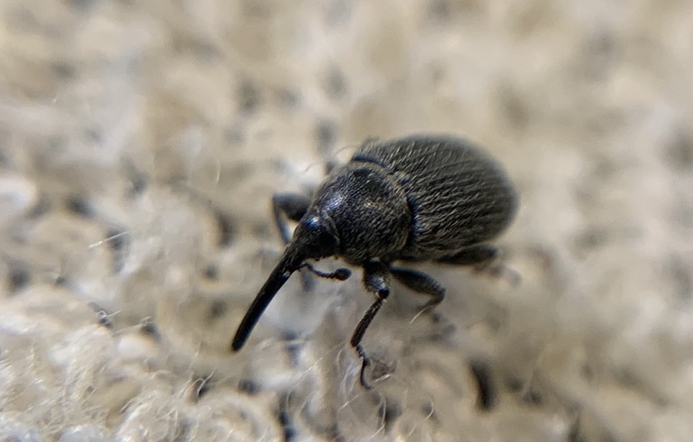 Rhinusa asellus - szőrcsillagos ökörfarkkóró-ormányos