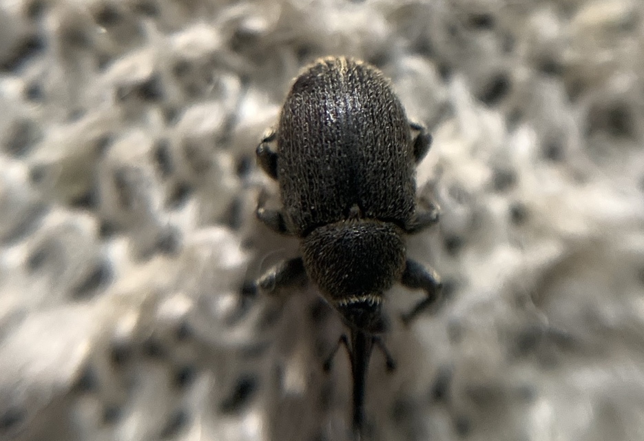 Rhinusa asellus - szőrcsillagos ökörfarkkóró-ormányos
