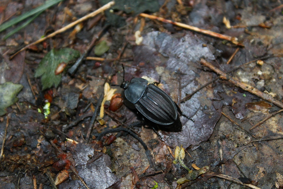 Silpha carinata - karimás dögbogár