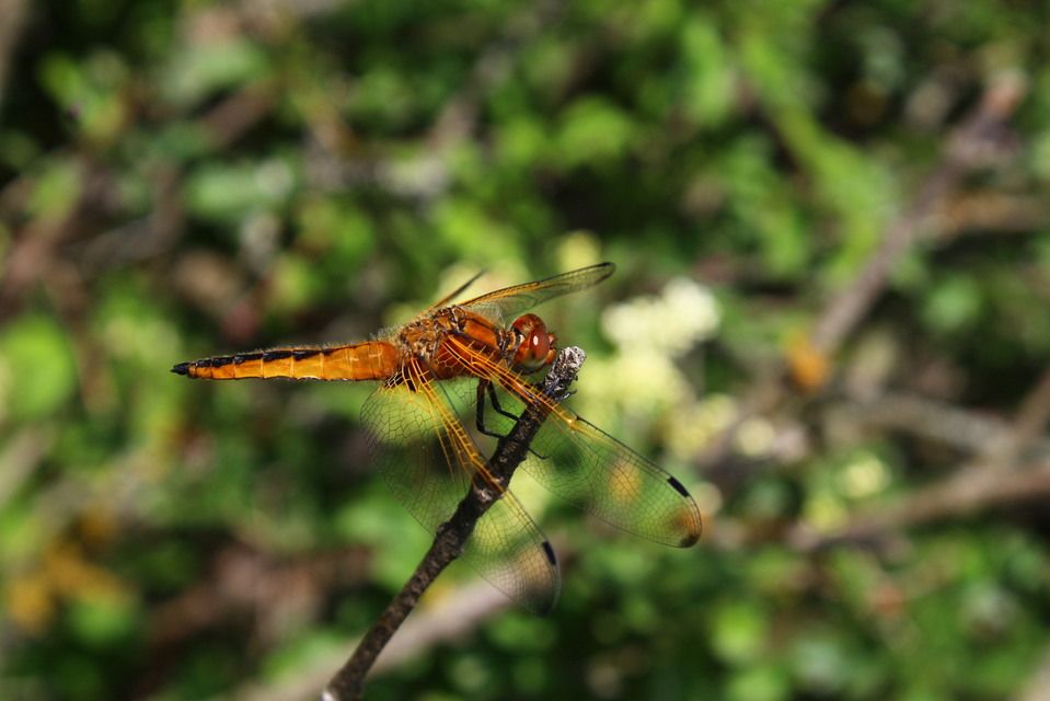 Libellula fulva - kisfoltos laposacsa