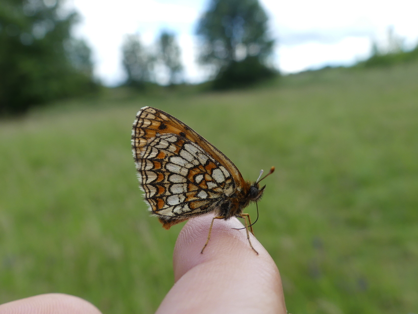 Melitaea athalia - közönséges tarkalepke
