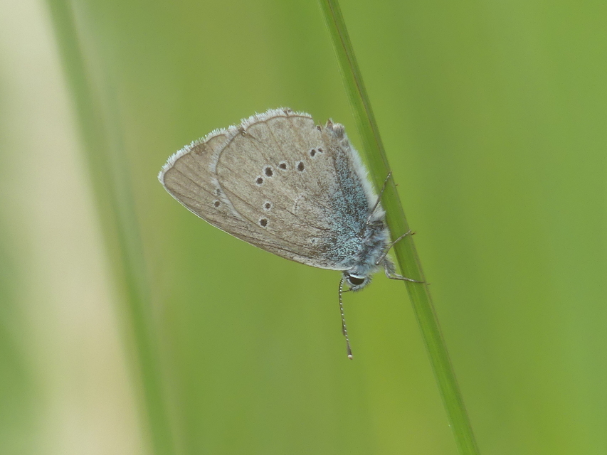 Cyaniris semiargus - aprószemes boglárka