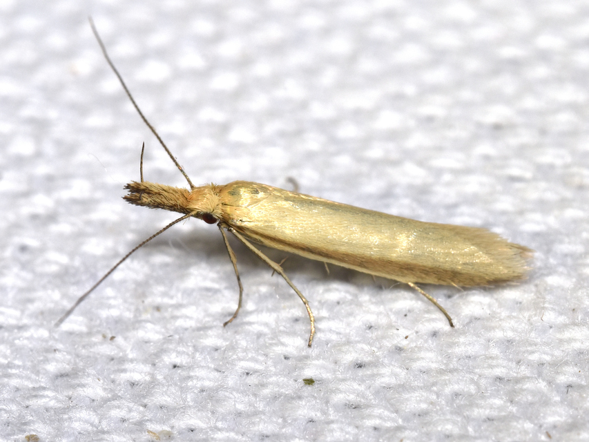 Pleurota