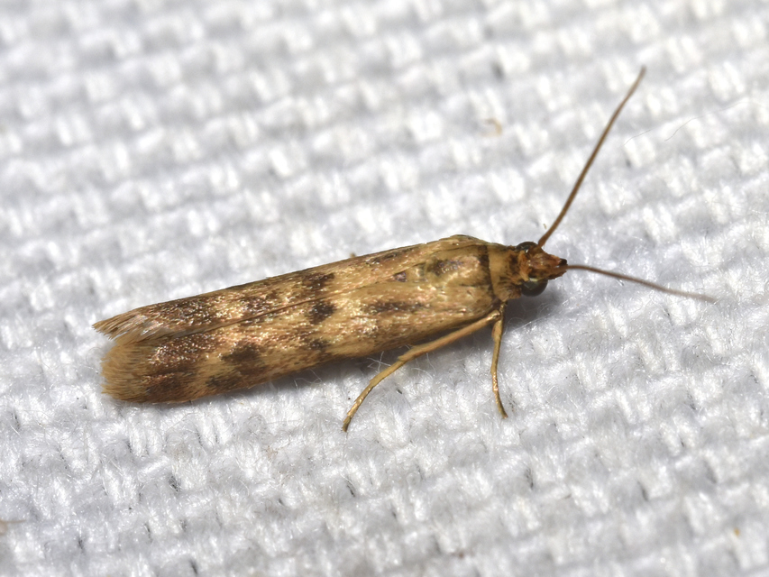 Homoeosoma sinuella - agyagsárga karcsúmoly