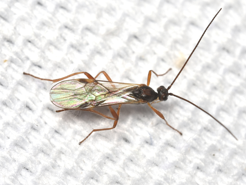 Braconidae - gyilkosfürkészek