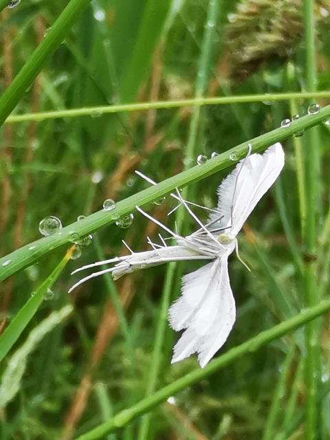 Pterophorus pentadactyla - fehér tollasmoly