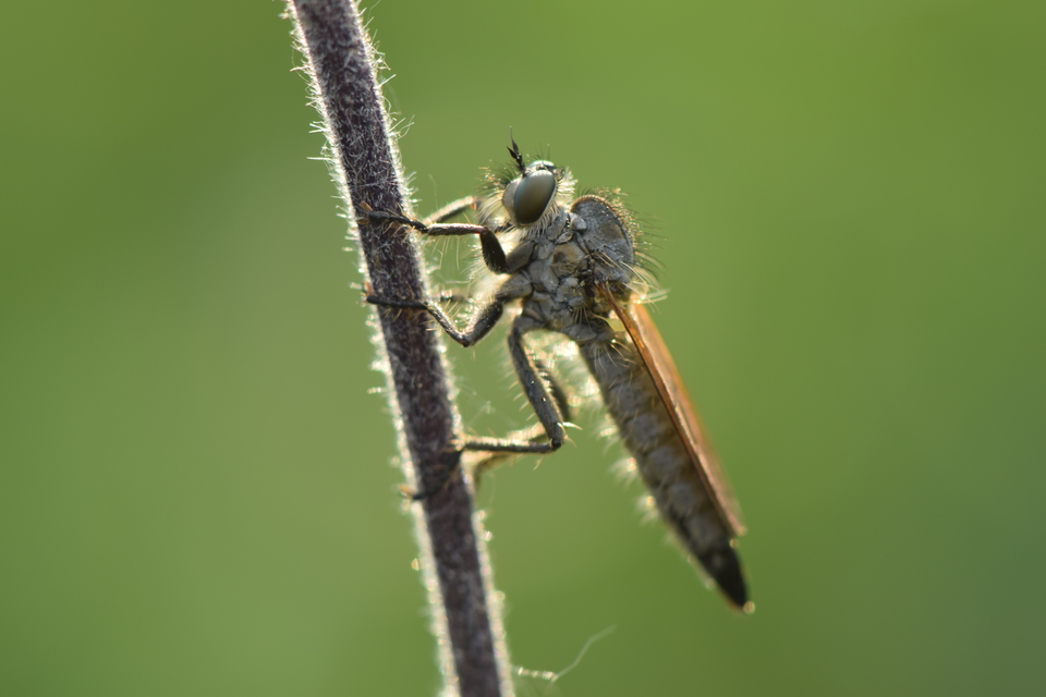 Asilidae - rablólégyfélék Asilidae - rablólégyfélék