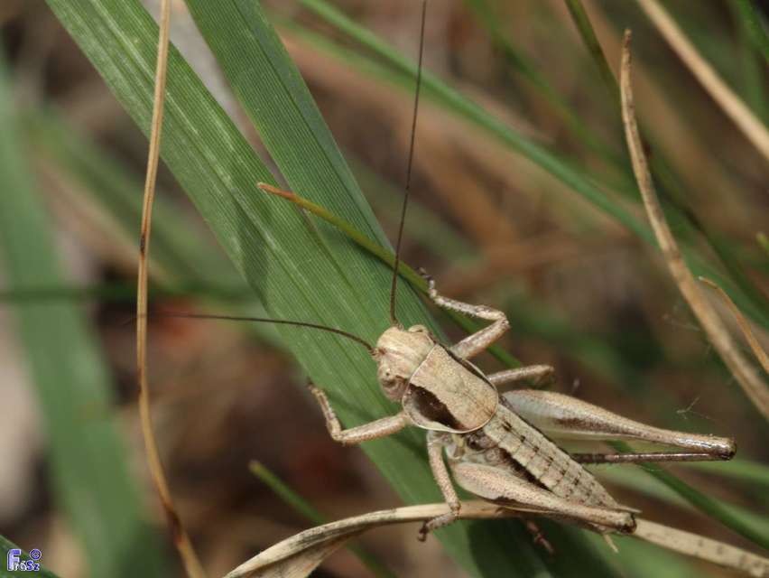 Platycleis