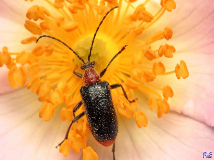 Dinoptera collaris - vörösnyakú virágcincér