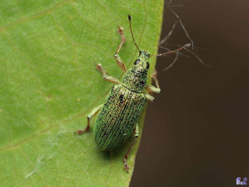 Polydrusus formosus - selymes lombormányos