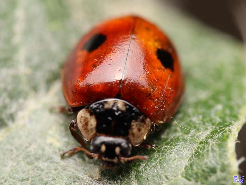 Adalia bipunctata - kétpettyes katica