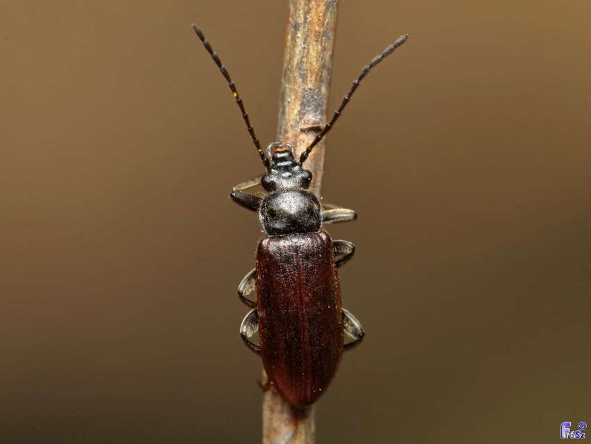 Omophlus lividipes - kis pejbogár Omophlus lividipes - kis pejbogár