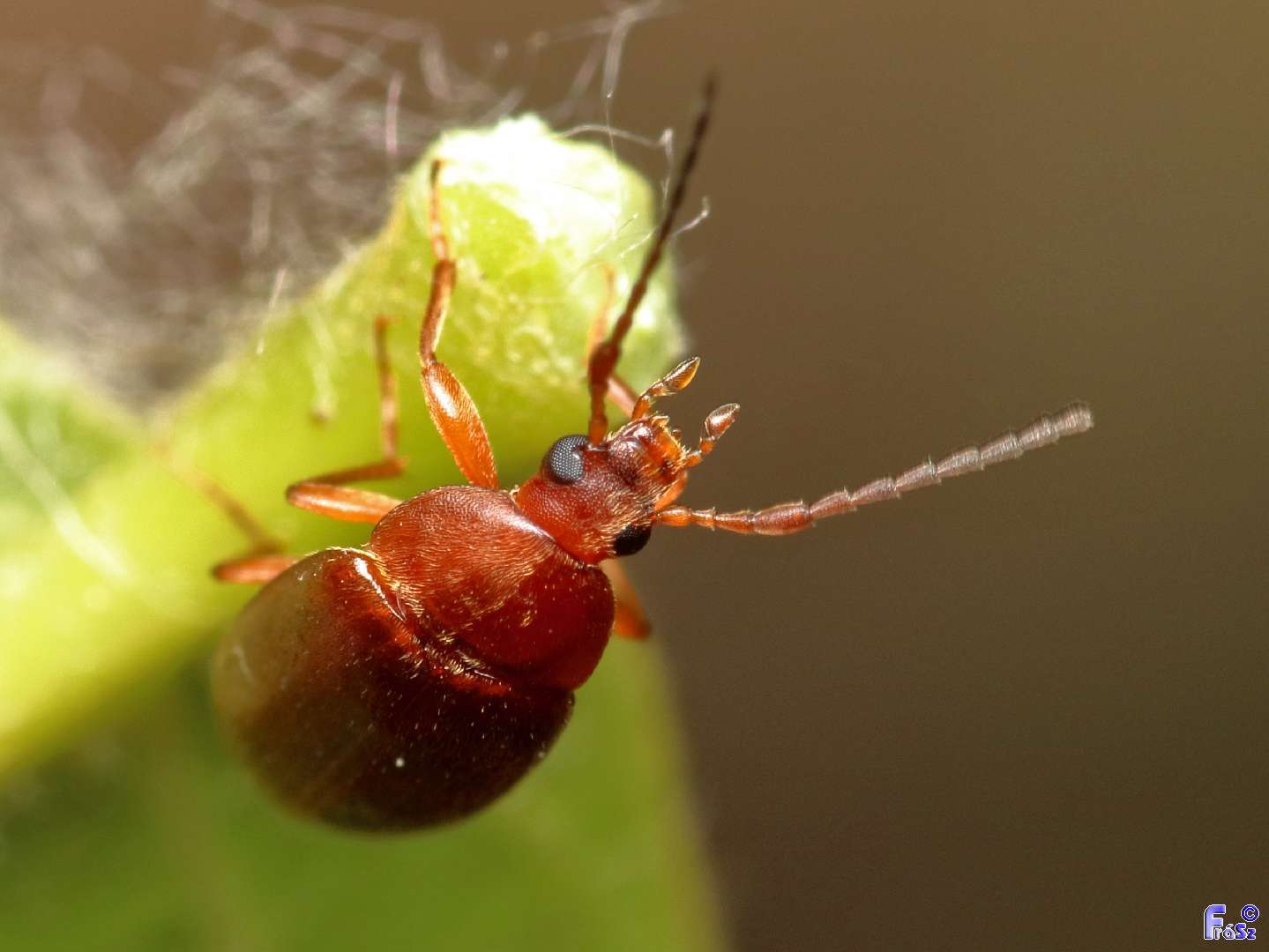 Isomira antennata - vastagcsápú alkonybogár