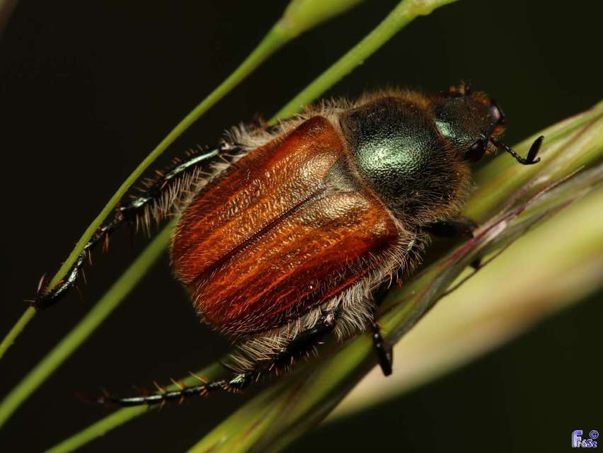 Phyllopertha horticola - kerti szipoly