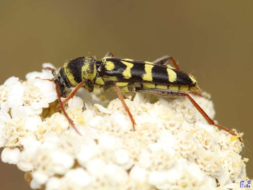 Echinocerus floralis - lucerna-darázscincér