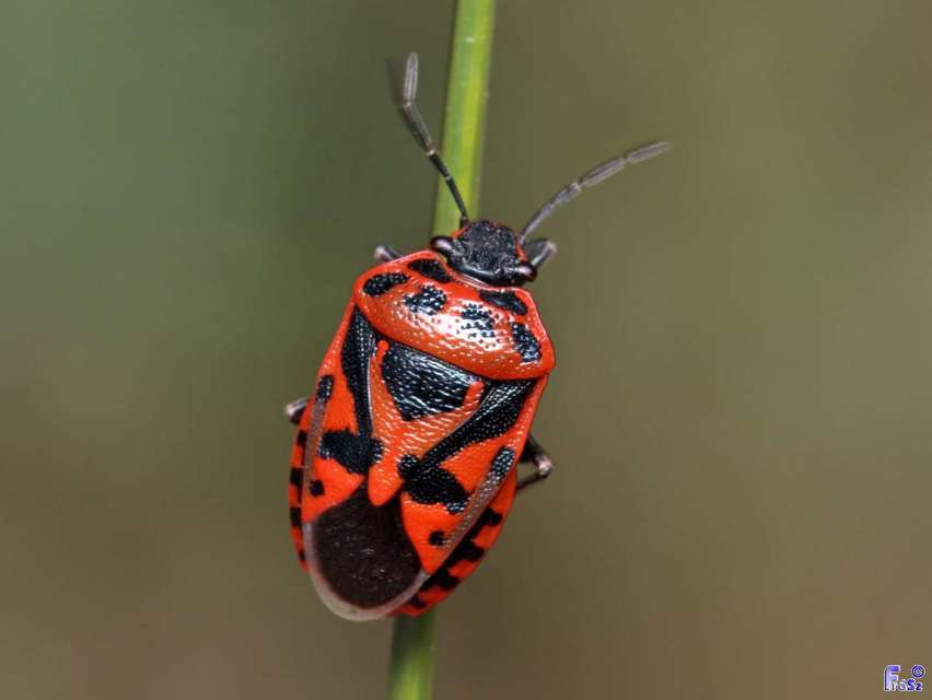 Eurydema ornata - díszespoloska