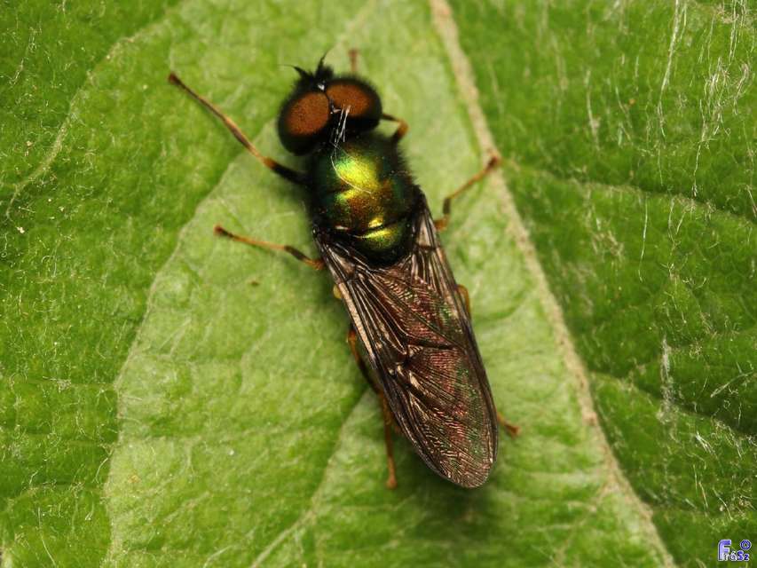 Chloromyia formosa - közönséges fémeslégy