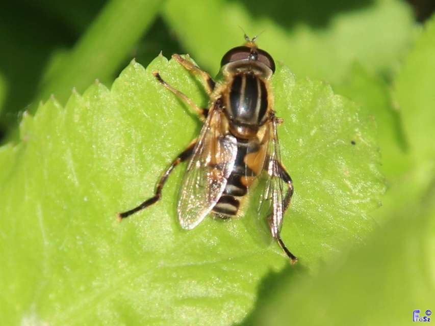 Mesembrius peregrinus - európai mocsárlégy