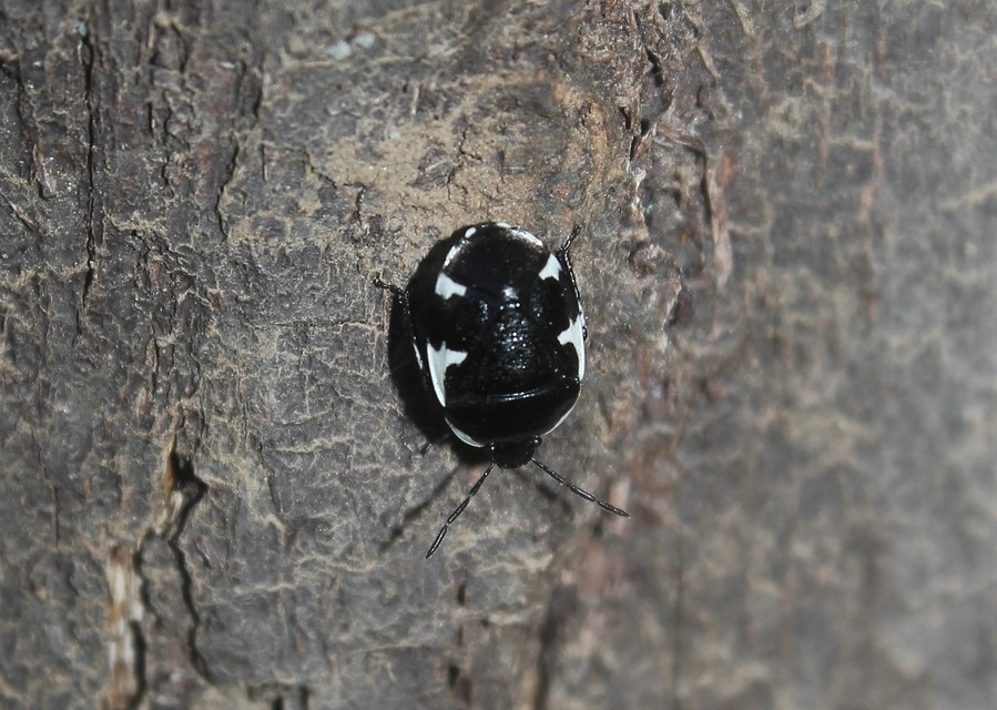 Tritomegas sexmaculatus - hatfoltos földipoloska