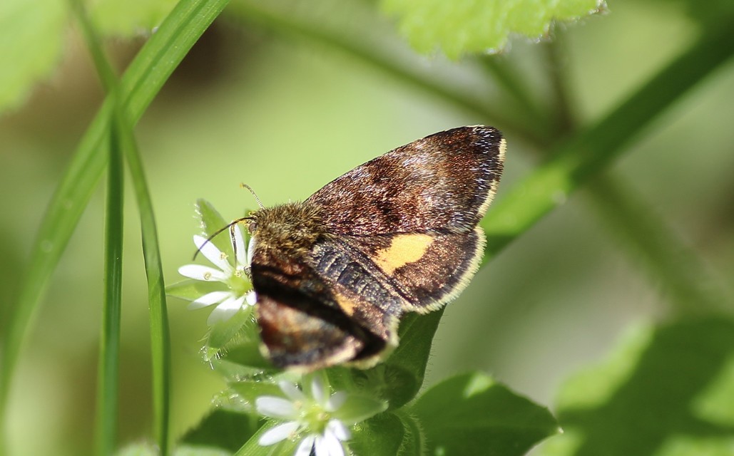 Panemeria tenebrata - apró sárgabagoly