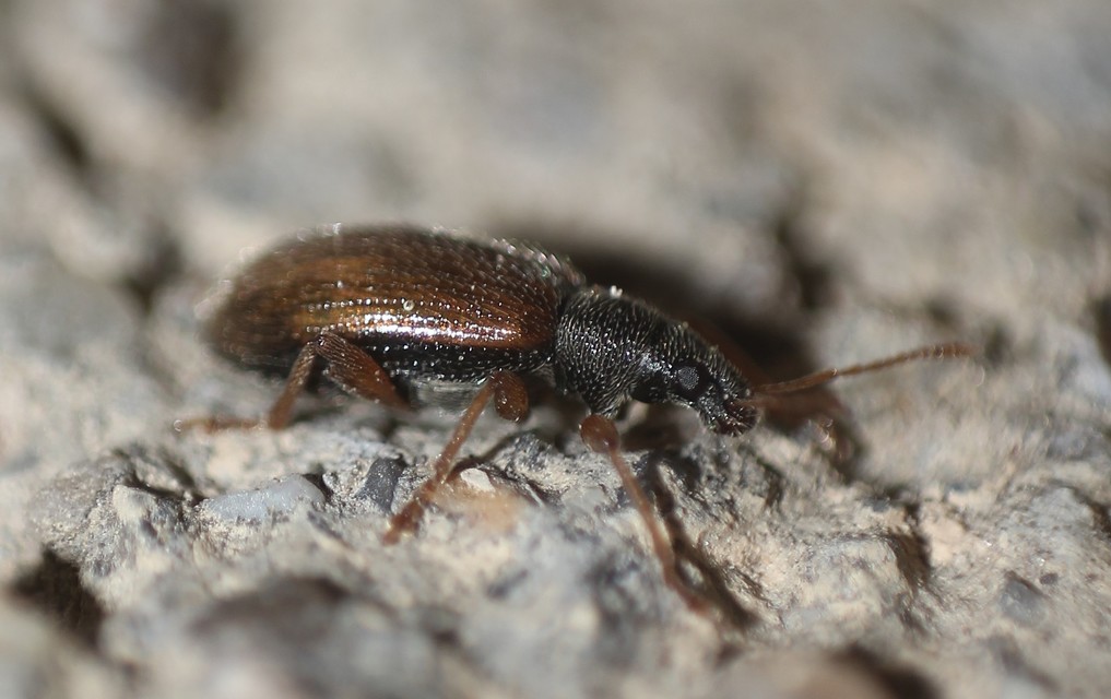 Phyllobius oblongus - közönséges levélormányos