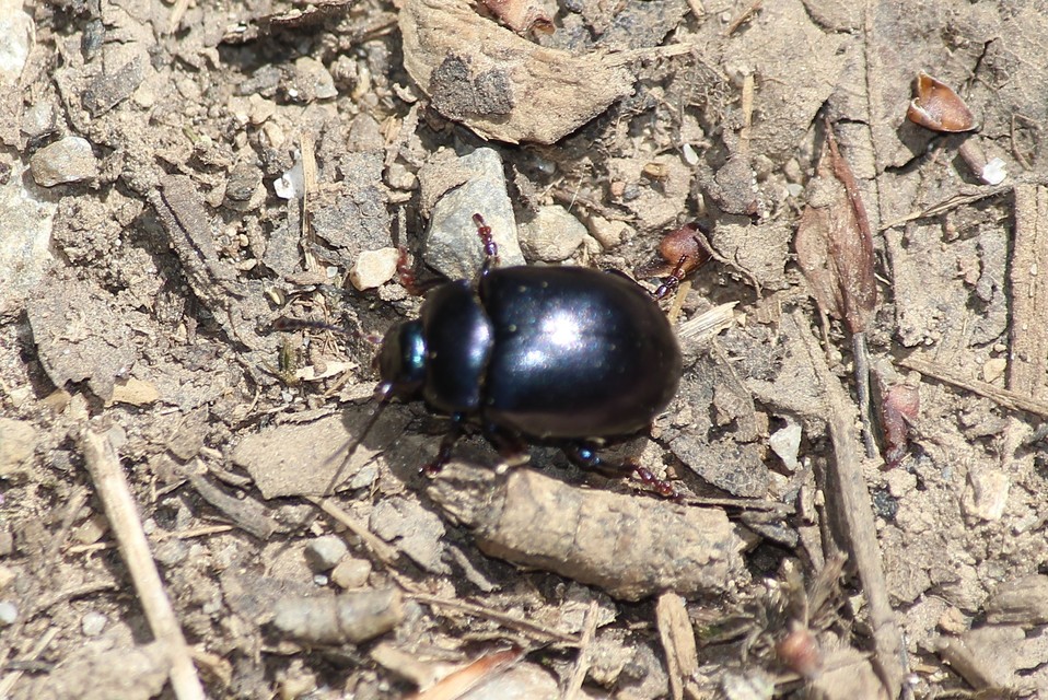 Chrysolina sturmi - vöröslábú levelész