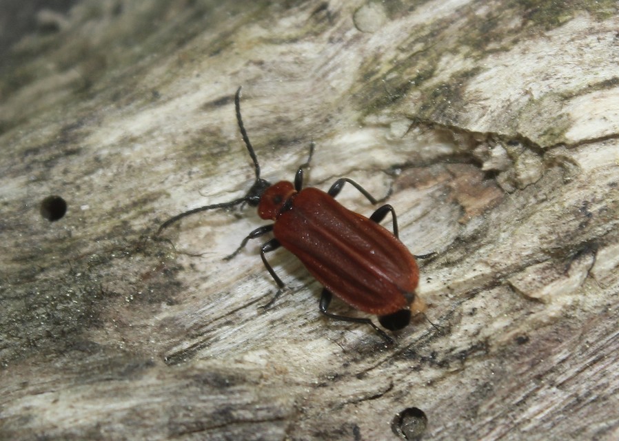 Schizotus pectinicornis - kis bíborbogár