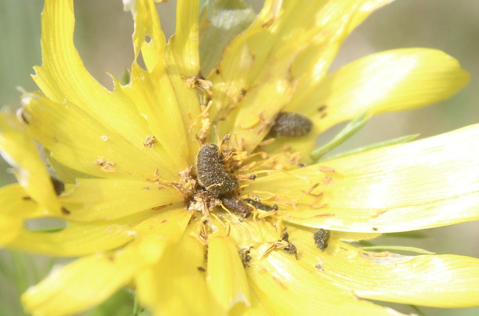 Entomoscelis dorsalis - hérics-honvédbogár