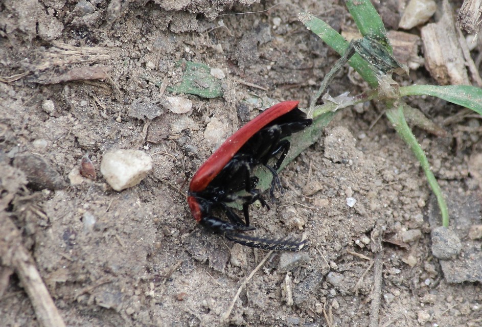 Pyrochroa coccinea - nagy bíborbogár